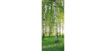 Fototapeta na dveře BIRCH GROVE 86x200 cm